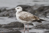 Pontische Meeuw / Caspian Gull