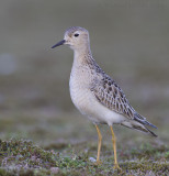 Blonde Ruiter / Buff-breasted Sandpiper