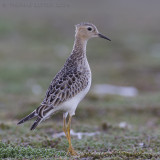 Blonde Ruiter / Buff-breasted Sandpiper