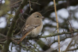 Daurische Klauwier / Isabelline Shrike