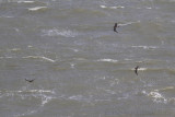 Middelste Jager / Pomarine Skua