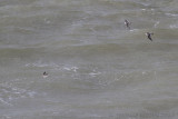 Rosse Franjepoot / Grey Phalarope