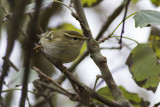 Bladkoning / Yellow-browed Warbler