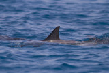 Spinnerdolfijn / Spinner dolphin