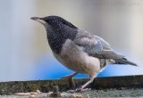 Roze Spreeuw / Rose-coloured Starling