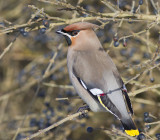 Pestvogel / Bohemian Waxwing