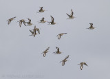 Grutto / Black-tailed Godwit