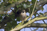 Appelvink / Bullfinch