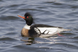 Middelste Zaagbek / Red-breasted Merganser