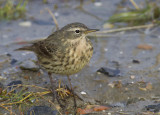 Oeverpieper / Rock Pipit