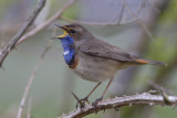 Blauwborst / Bluethroat