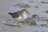 Amerikaanse Oeverloper / Spotted Sandpiper