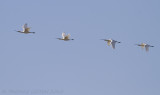 Lepelaar / Eurasian Spoonbill