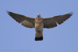 Houtduif / Wood Pigeon