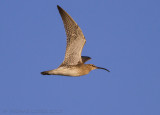 Regenwulp / Whimbrel