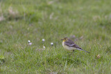 Citroenkwikstaart / Citrine Wagtail