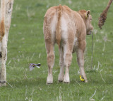 Citroenkwikstaart / Citrine Wagtail