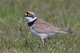 Kleine Plevier / Little Ringed Plover