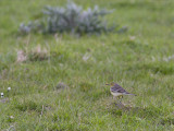 Citroenkwikstaart / Citrine Wagtail