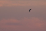 Noordse Stormvogel / Northern Fulmar