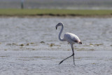 Flamingo / Greater Flamingo