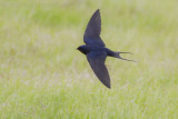 Boerenzwaluw / Barn Swallow