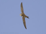 Vale Gierzwaluw / Pallid Swift