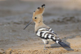 Hop / Eurasian Hoopoe