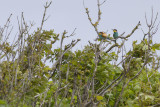 Bijeneter / European Bee-eater