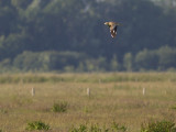 Griel / Eurasian Stone-curlew