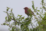 Roodmus / Common Rosefinch