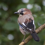 Gaai / Eurasian Jay