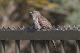 Koekoek / Common Cuckoo