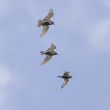 Aziatische Goudplevier / Pacific Golden Plover