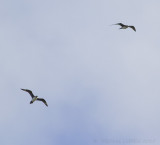 Kleine Jager / Arctic Skua