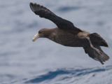 Noordelijke Reuzenstormvogel - Northern Giant Petrel - Macronectes halli