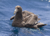 Noordelijke Reuzenstormvogel - Northern Giant Petrel - Macronectes halli