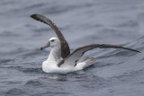 Witkapalbatros - Shy Albatross - Thalassarche cauta