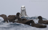 Witkapalbatros - Shy Albatross - Thalassarche cauta