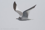 Vorkstaartmeeuw - Sabine's Gull - Xema sabini
