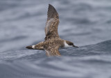 Grote Pijlstormvogel - Great Shearwater - Puffinus gravis