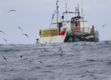 Witkinstormvogel - White-chinned Petrel - Procellaria aequinoctialis