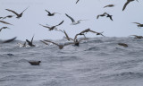 Witkinstormvogel - White-chinned Petrel - Procellaria aequinoctialis