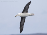 Wenkbrauwalbatros - Black-browed Albatross - Thalassarche melanophris