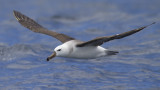 Wenkbrauwalbatros - Black-browed Albatross - Thalassarche melanophris