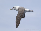 Witkapalbatros - Shy Albatross - Thalassarche cauta