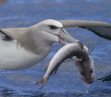 Witkapalbatros - Shy Albatross - Thalassarche cauta