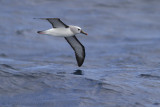 Geelneusalbatros - Atlantic Yellow-nosed Albatross - Thalassarche chlororhynchos