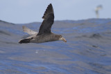 Noordelijke Reuzenstormvogel - Northern Giant Petrel - Macronectes halli