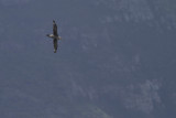 Noordelijke Reuzenstormvogel - Northern Giant Petrel - Macronectes halli